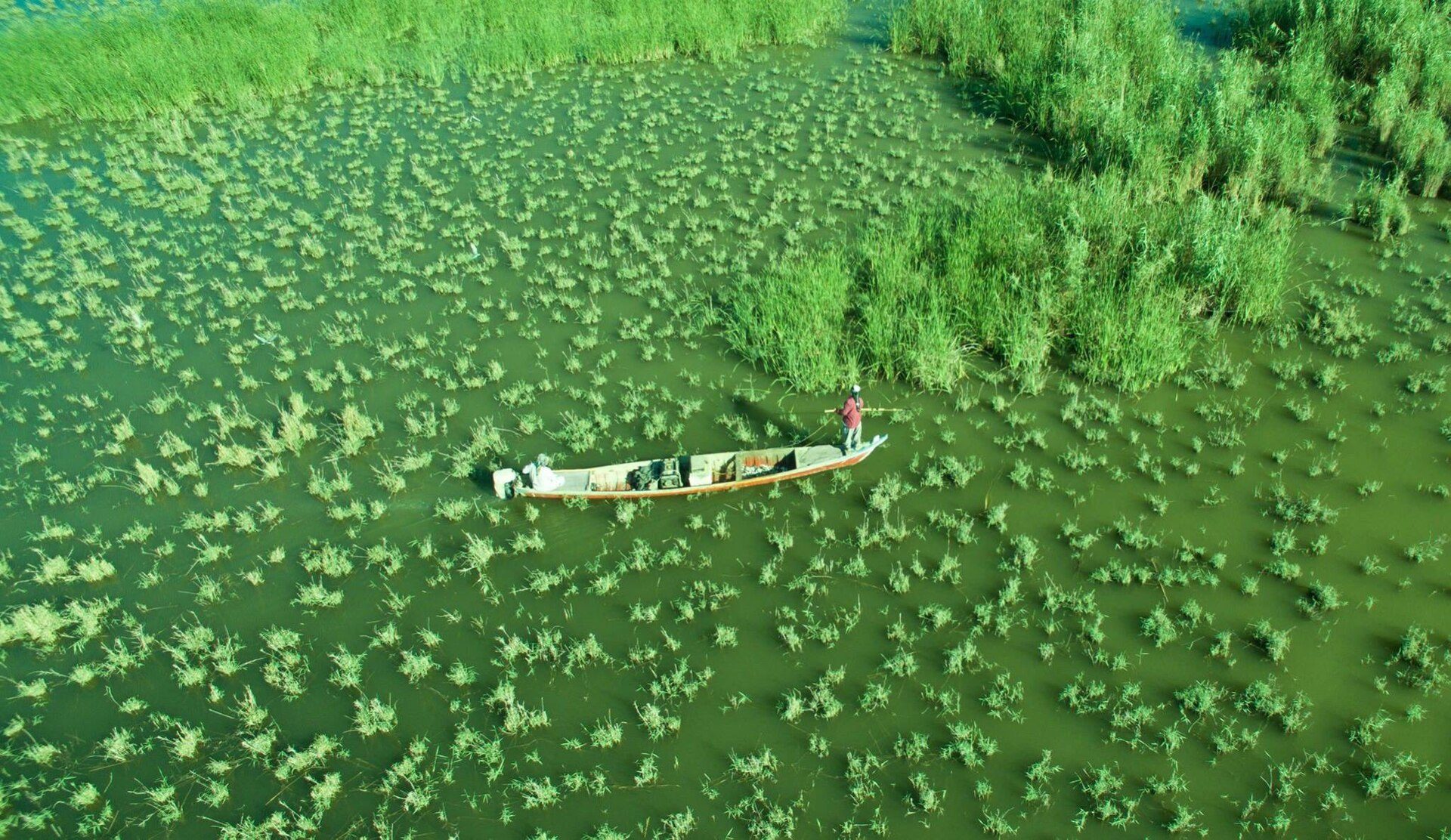 A narrow boat gliding through the reed beds of the Chibayish marshes in southern Iraq